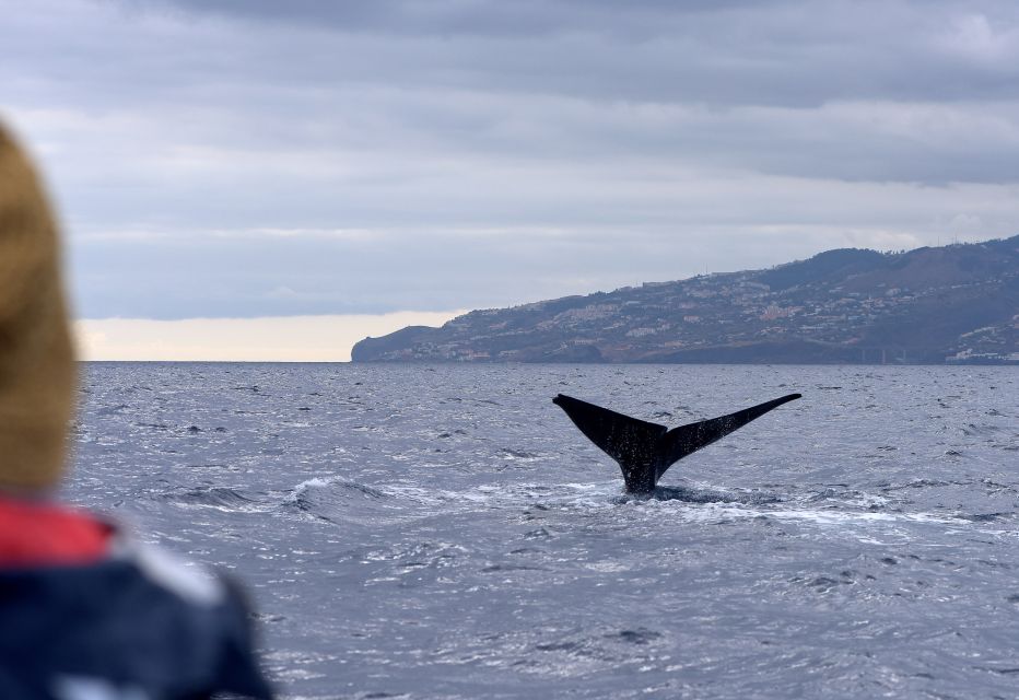 Madeira: Whale and Dolphin Watching Boat Tour From Machico - Tour Duration and Schedule