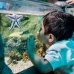 Mall Of America: Sea Life Minnesota Aquarium Entry Ticket Ticket Pricing And Policies