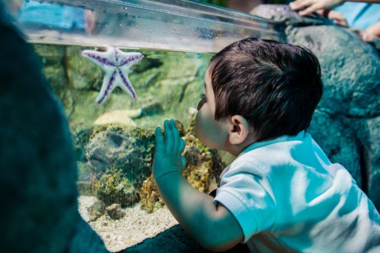 Mall Of America: Sea Life Minnesota Aquarium Entry Ticket Ticket Pricing And Policies