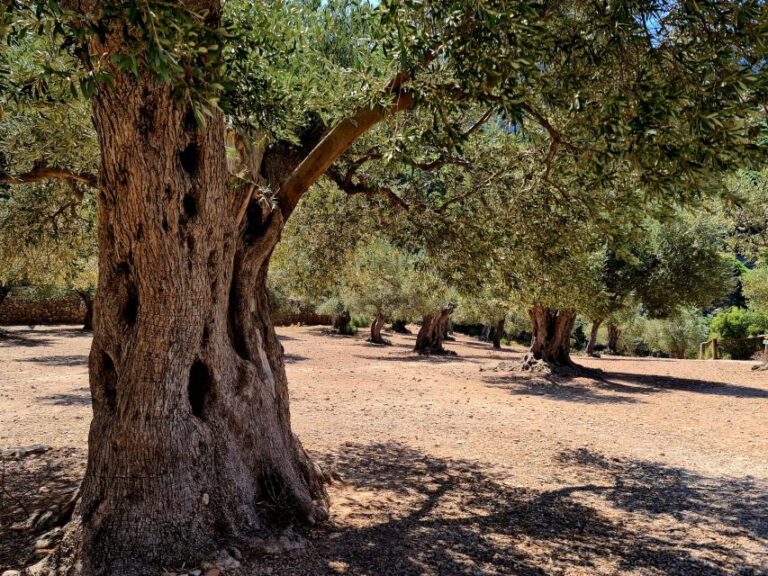 Mallorca: Day Trip To Hidden Gems Of Tramuntana With Lunch Tour Overview