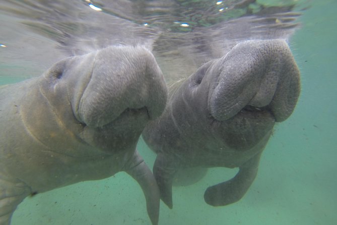 Manatee Snorkel Tour With In Water Divemaster/photographer Tour Overview And Experience