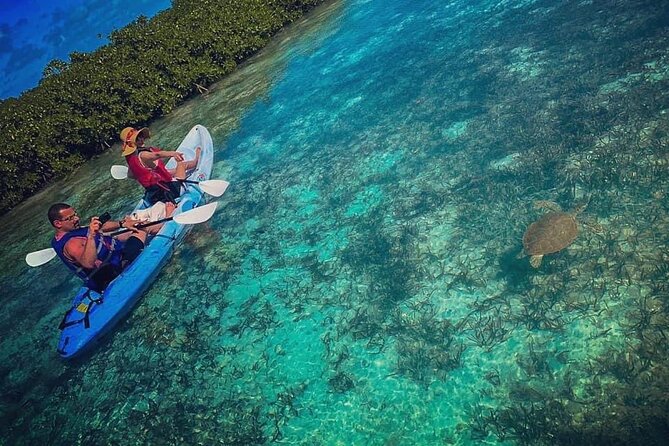 Mangrove & Iguana Tour - Exploring Mangrove Cay