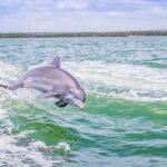 Marco Island Dolphin Sightseeing Tour Overview