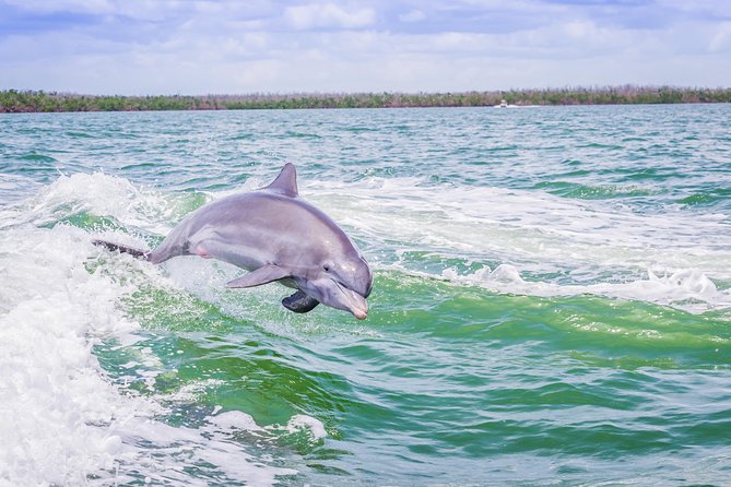 Marco Island Dolphin Sightseeing Tour - Overview