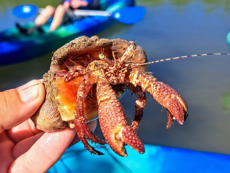 Marco Island: Kayak Mangrove Ecotour In Rookery Bay Reserve Tour Overview