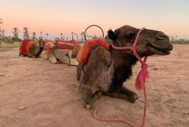 Marrakech Sunset Camel Ride in the Palm Grove - Overview and Experience