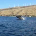 Maui: Eco Friendly Whale Watching Tour From Maalaea Harbor Tour Overview