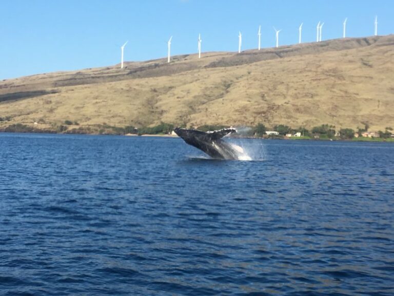 Maui: Eco Friendly Whale Watching Tour From Maalaea Harbor Tour Overview