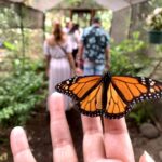 Maui: Interactive Butterfly Farm Entrance Ticket Activity Overview