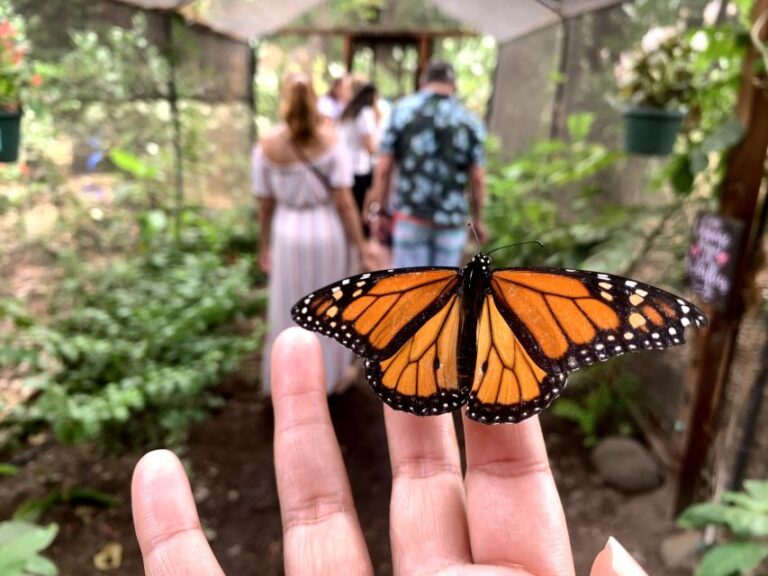 Maui: Interactive Butterfly Farm Entrance Ticket Activity Overview