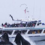 Monterey: Whale Watching Tour With A Marine Guide Tour Overview And Details