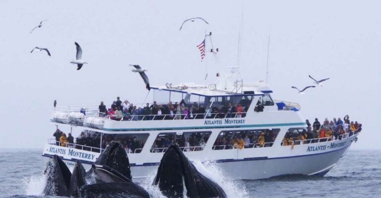 Monterey: Whale Watching Tour With A Marine Guide Tour Overview And Details