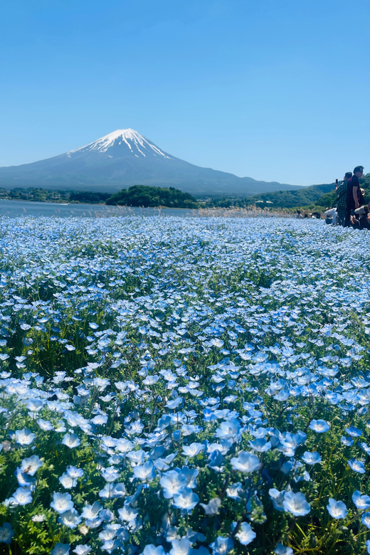 Mount Fuji and Lake Kawaguchiko Tour With English Guide - Tour Overview