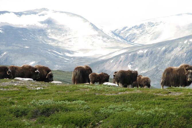 Muskox Safari From Hjerkinn | Dovre & Lesja Aktiv - Exploring the Dovrefjell Mountains