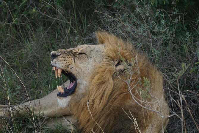 Nairobi National Park and Giraffe Center Tour - Tour Overview