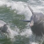 Naples, Fl: Manatee, Dolphin, 10,000 Islands Beach Eco Tour Location And Duration