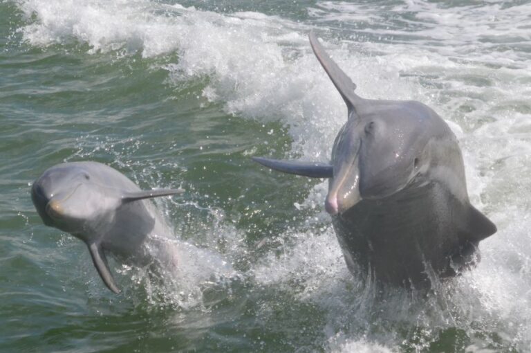 Naples, Fl: Manatee, Dolphin, 10,000 Islands Beach Eco Tour Location And Duration