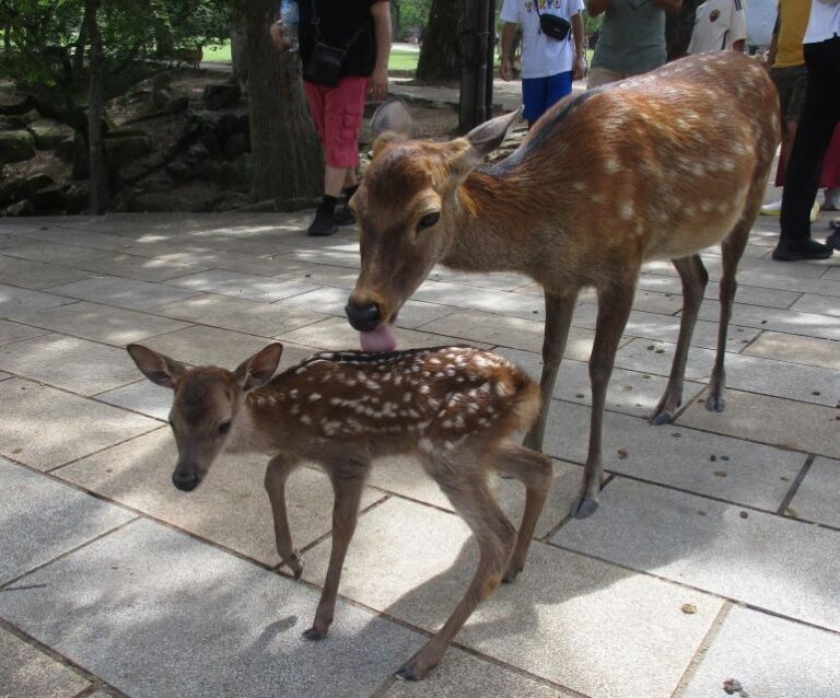 Nara: Giant Buddha, Free Deer In The Park (italian Guide) Tour Overview