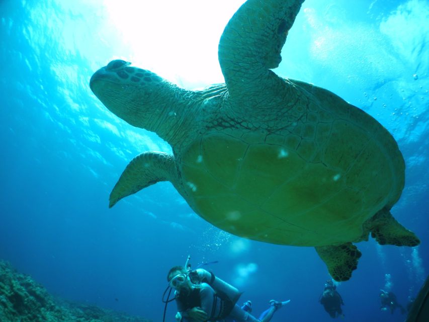 National Park Kerama Islands 2 Boat Fan Diving (With Rental) - Overview and Pricing