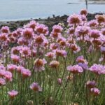 New Forest Discovery Walk (lymington) Overview Of The Walk