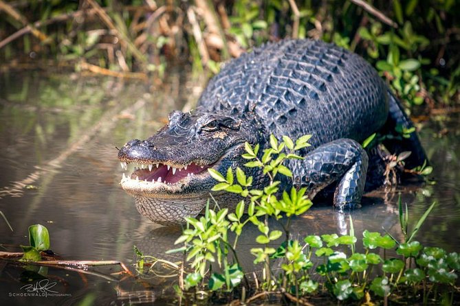 New Orleans Self Transport Swamp And Bayou Boat Tour Overview