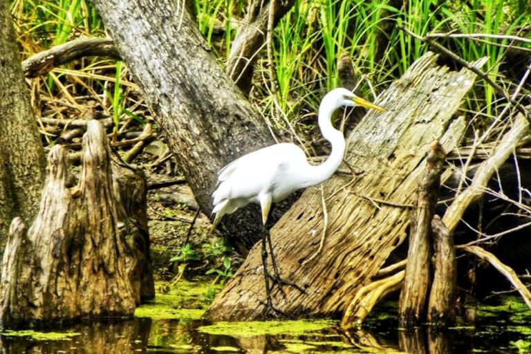 New Orleans: Swamp Boat Ride And Historic Plantation Tour Overview Of The Experience