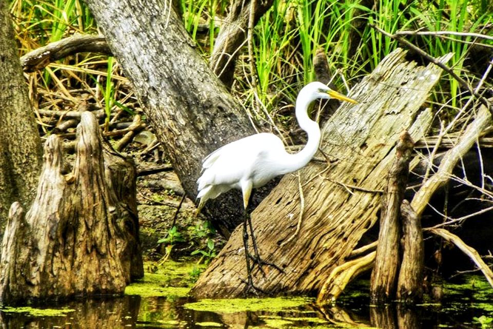 New Orleans: Swamp Boat Ride and Historic Plantation Tour - Overview of the Experience