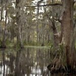 New Orleans Swamp Tour Boat Adventure Overview And Experience