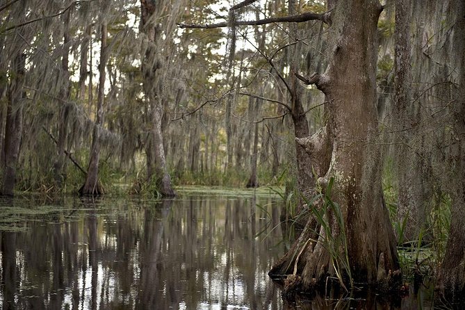 New Orleans Swamp Tour Boat Adventure - Overview and Experience