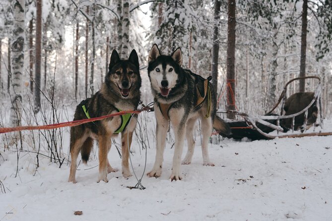 Nulkki Husky Adventure Overview And Activity Details