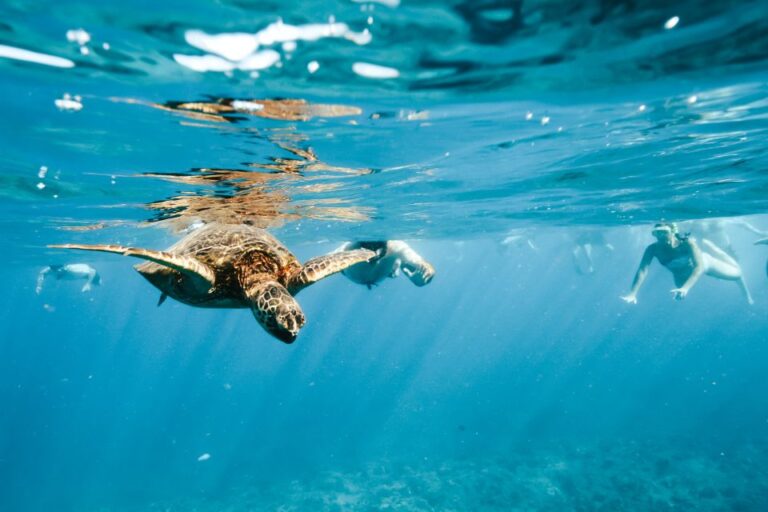 Oahu: Waikiki Turtle Snorkeling Adventure Tour Overview