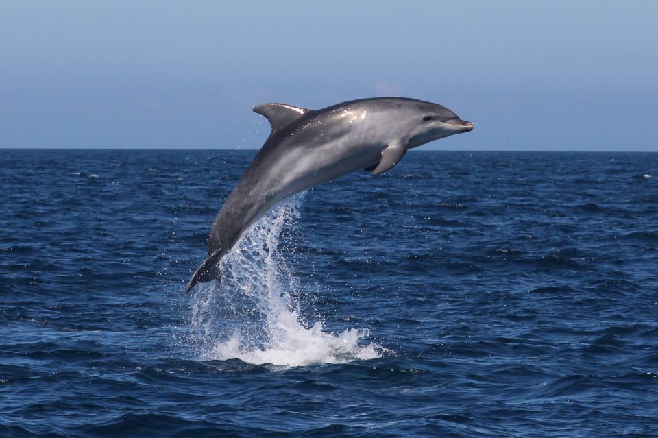 Observation of Dolphins - Activity Overview