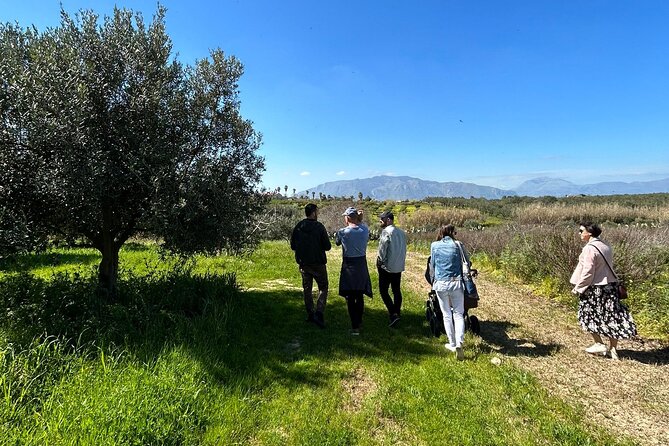 Olive Grove Tour With Wine & Olive Oil Tasting in Balestrate - Exploring the Olive Groves