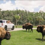 Orlando: Drive Thru Safari Park At Wild Florida Overview Of The Drive Thru Safari Park