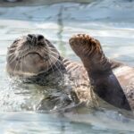 Pieterburen: Seal Rehabilitation And Research Centre Ticket Ticket Information