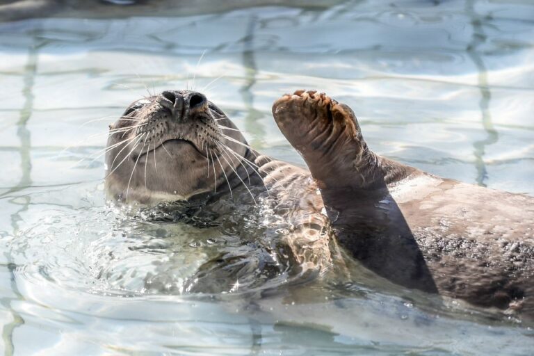 Pieterburen: Seal Rehabilitation And Research Centre Ticket Ticket Information