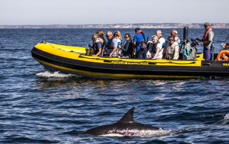 Portimão: 2 Hour Dolphin Watching Boat Tour Tour Overview