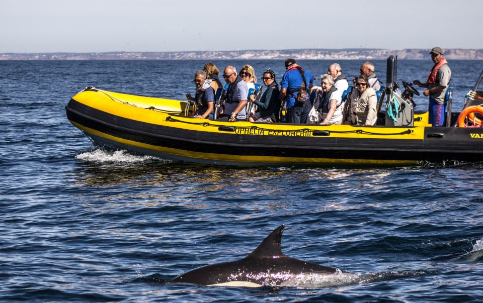 Portimão: 2-Hour Dolphin Watching Boat Tour - Tour Overview