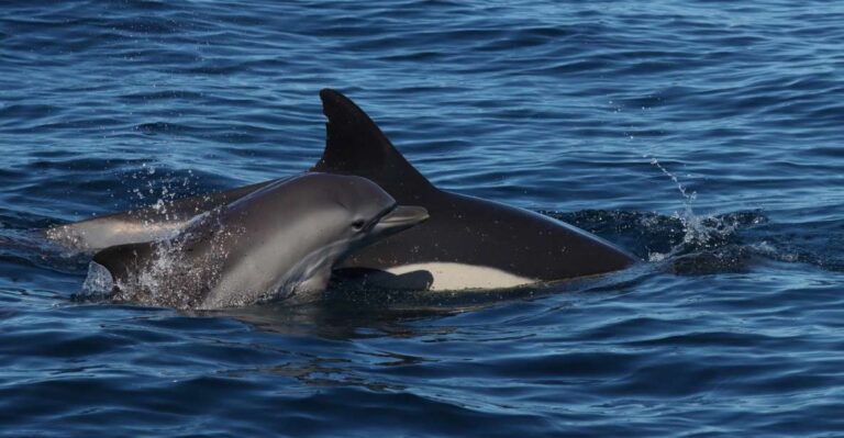 Portimão: Dolphin Watch & Benagil Caves With Biologist Guide Tour Details