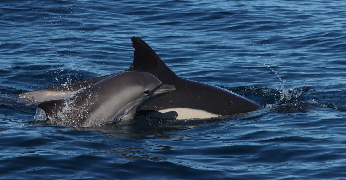 Portimão: Dolphin Watch & Benagil Caves With Biologist Guide - Tour Details