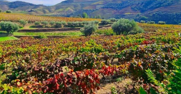 Porto: Douro Valley 2 Vineyards Tour W/ Lunch & River Cruise Tour Duration And Languages