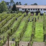 Premium Private Vinho Verde Tour:2 Wineries With Tastings & Lunch Tour Overview