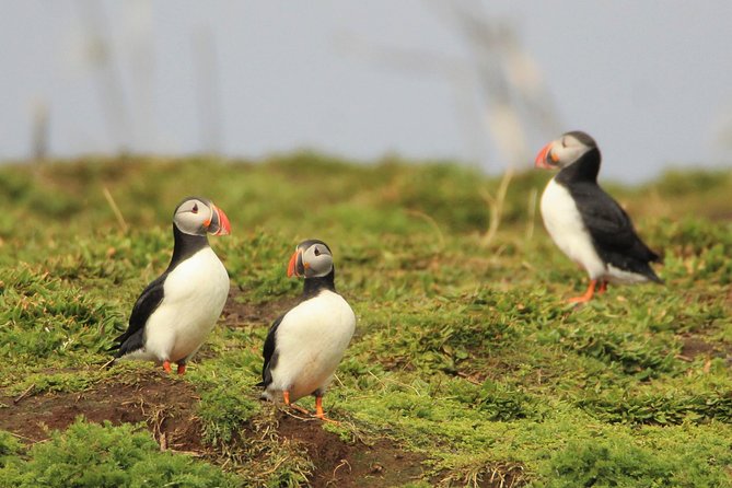 Premium Small-Group Puffin & Bird Watching Tour From Reykjavik - Tour Overview