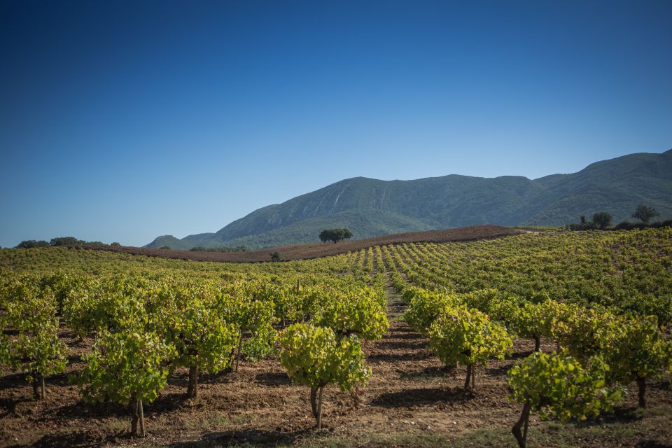 Private Arrábida Wine Tour - Tour Overview