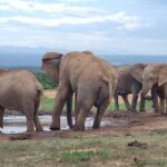 Private Full Day Addo Elephant Park & Giraffe Walk Safari Tour Overview And Details