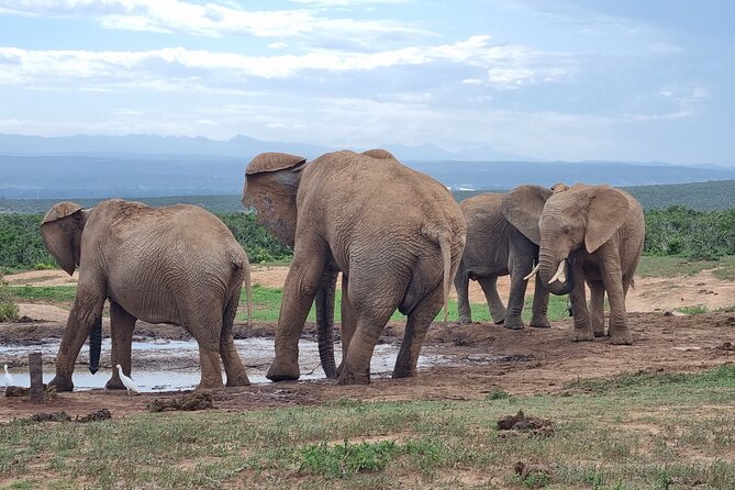 Private Full-Day Addo Elephant Park & Giraffe Walk Safari - Tour Overview and Details