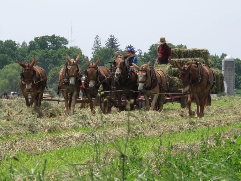 Private Lancaster County Amish Tour From Philadelphia Tour Highlights