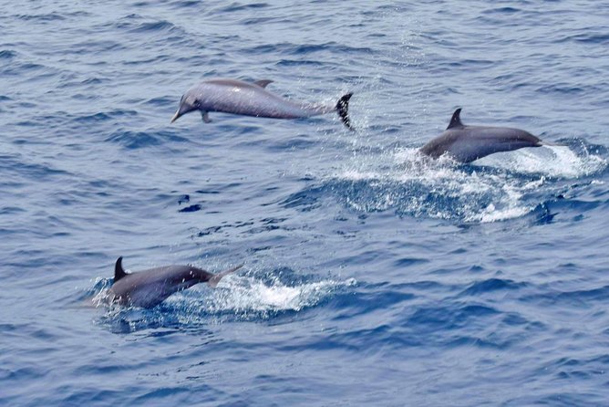 Private Premium Whale And Dolphin Safari St Lucia Meeting Point Locations