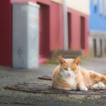 Private Reykjavik Cat Walking Tour Tour Overview