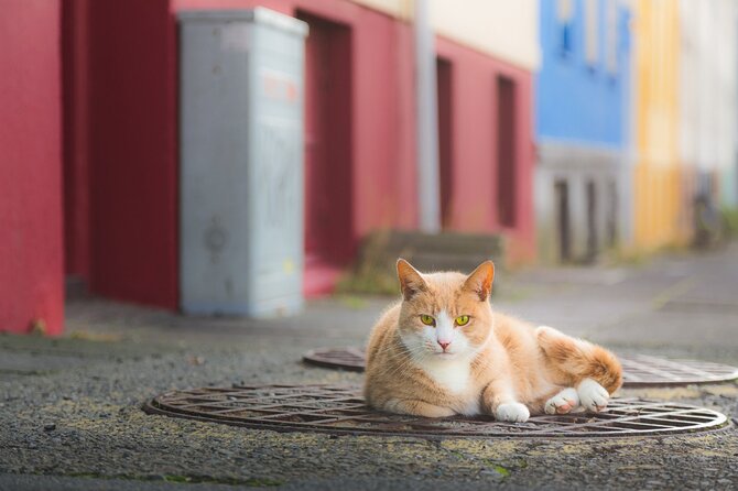 Private Reykjavik Cat Walking Tour - Tour Overview